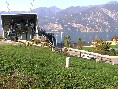clicca per ingrandire l'immagine